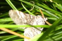Drymonia ruficornis