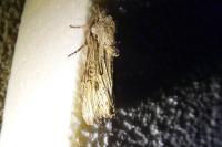 Egira conspicillaris