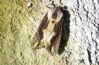 Egira conspicillaris