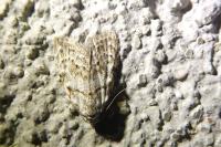 Nola confusalis