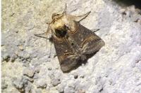 Abrostola triplasia