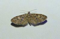 Eupithecia abbreviata