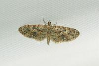 Eupithecia dodoneata