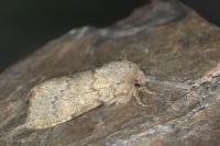 Dasypolia ferdinandi