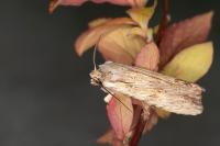 Lithophane socia