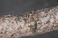 Theria rupicapraria