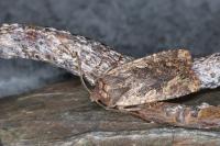 Conistra torrida
