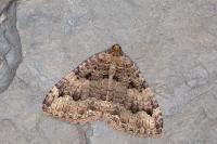 Triphosa dubitata