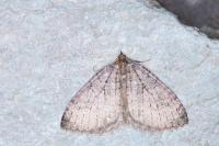 Triphosa tauteli