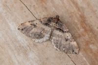 Earophila badiata
