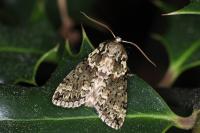 Polyploca ridens