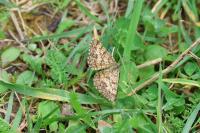Ematurga atomaria