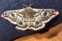 Saturnia pavonia