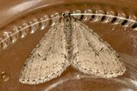 Trichopteryx carpinata