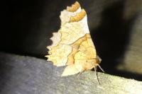 Selenia lunularia