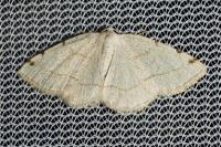 Stegania trimaculata