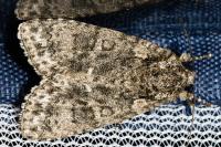 Acronicta rumicis