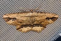 Menophra abruptaria