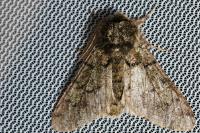 Biston strataria