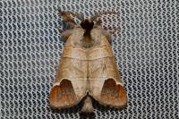 Clostera curtula