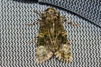Craniophora ligustri