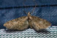Eupithecia abbreviata