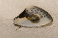 Cilix glaucata