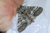 Drymonia ruficornis