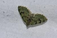 Chloroclystis v-ata