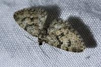 Eupithecia dodoneata