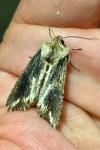 Egira conspicillaris