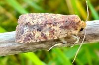 Conistra staudingeri