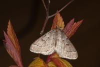 Theria rupicapraria