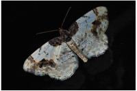 Ligdia adustata