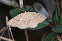 Cyclophora punctaria