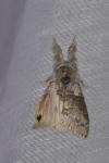 Calliteara pudibunda