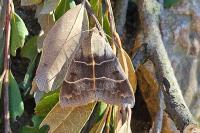 Minucia lunaris
