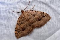Triphosa tauteli