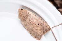 Spudaea ruticilla