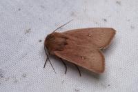 Mythimna sicula