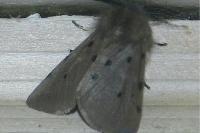 Diaphora mendica