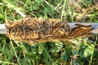 Malacosoma franconicum