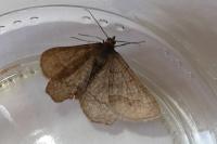 Isturgia murinaria