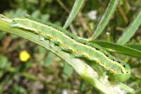 Xylena exsoleta