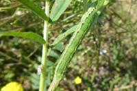 Xylena exsoleta