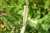Cucullia chamomillae