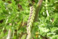 Cucullia chamomillae