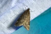 Pyrausta despicata