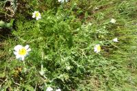 Cucullia chamomillae