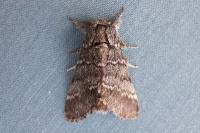 Drymonia ruficornis